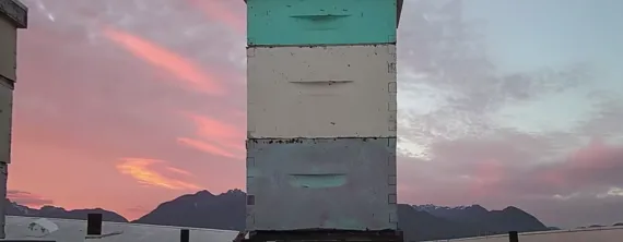 Bee cam